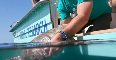Certina Launches Its 2022 DS Super PH500M Sea Turtle Conservancy Watch